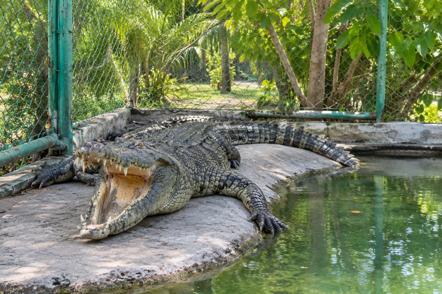 Visita al cocodrilario
